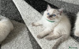 Ragdoll cats for sale: Stunning bluepoint Ragdoll kittens - Image 14