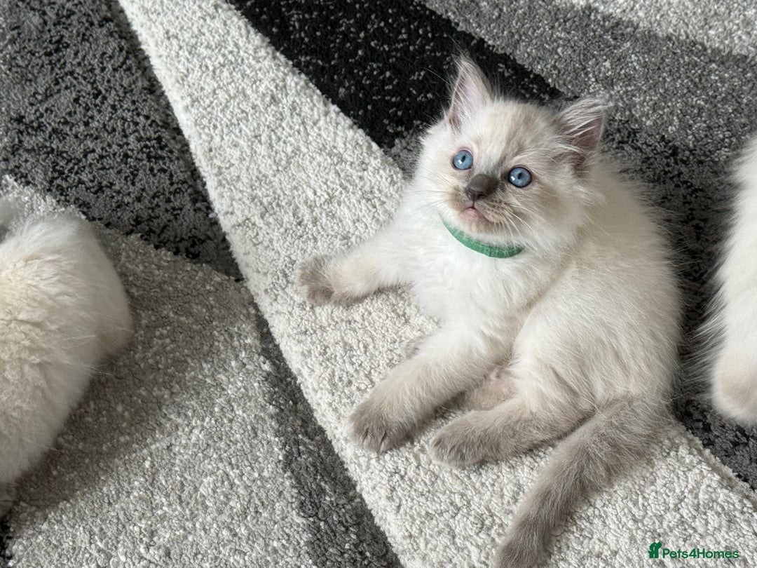 Ragdoll cats for sale: Stunning bluepoint Ragdoll kittens - Image 14