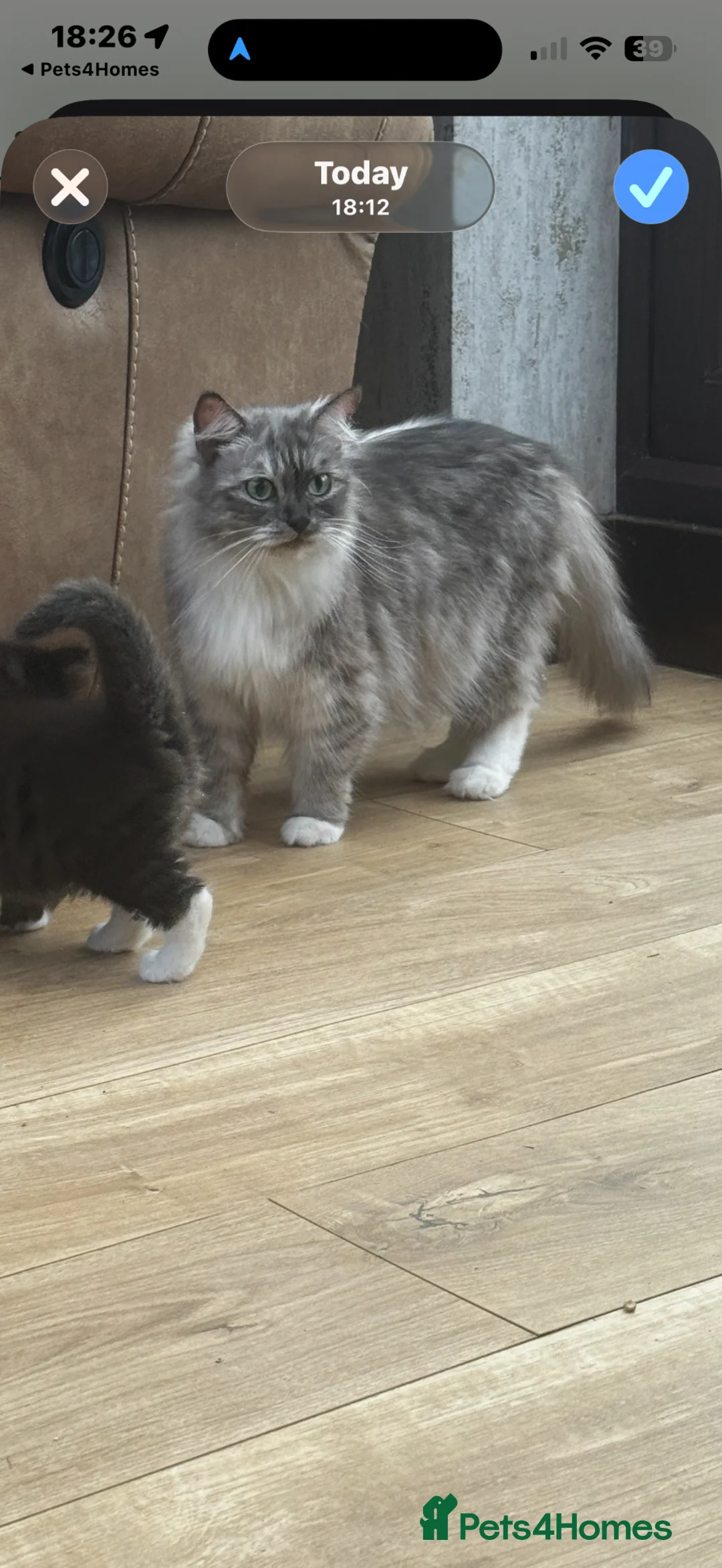 Ragdoll cats for sale: 3/4 ragdoll kitten - Advert 2