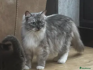 Ragdoll cats 3/4 ragdoll kitten - Advert 1