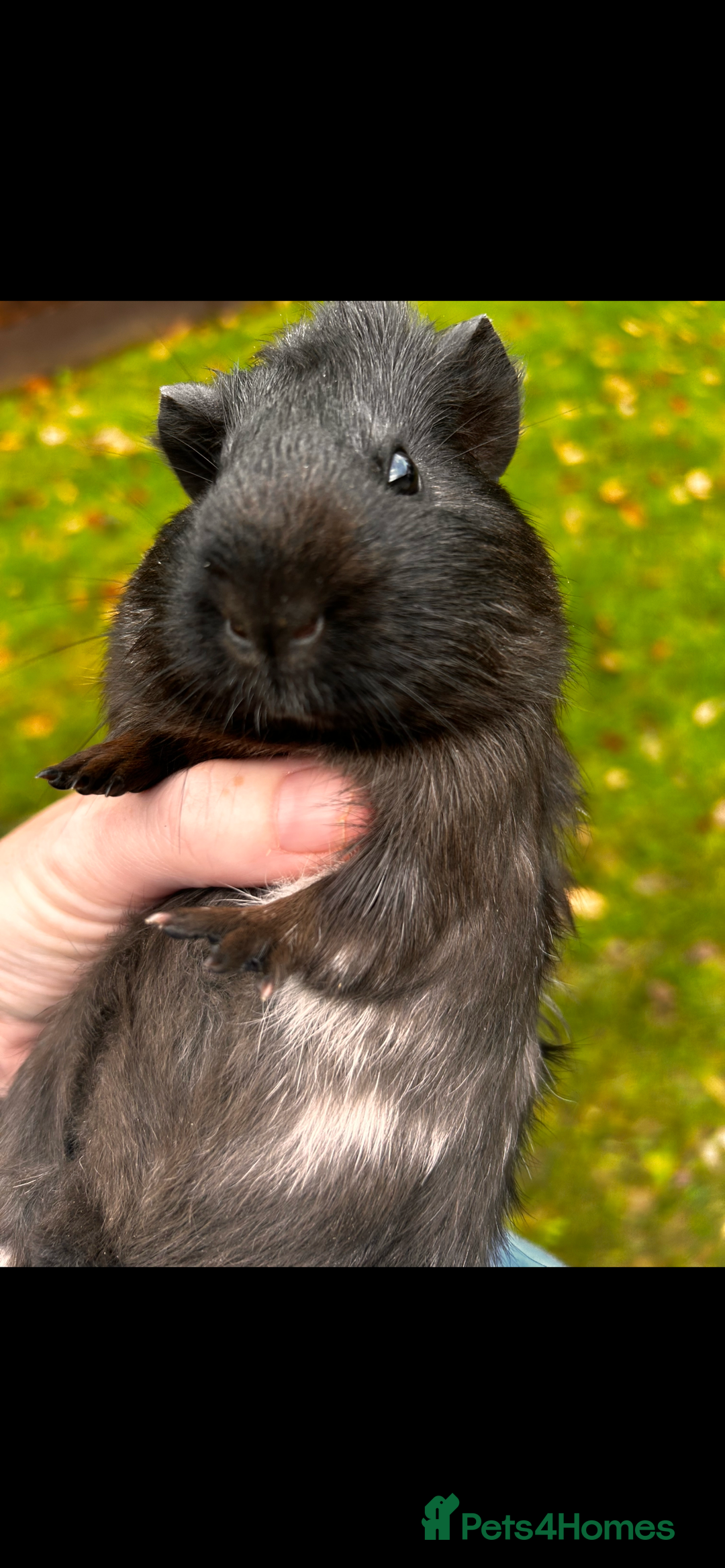 Guinea Pig rodents for sale: Baby guinea pigs - Advert 6