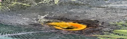 Koi Carp fish for sale: About 8 mixed koi carp/ gold fish. Varying sizes.  in Callington - Advert 5