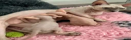 Sphynx cats for sale: Canadian Sphynx kittens - Advert 4