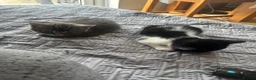 Mixed Breed cats for sale: 2 beautiful kittens   - Advert 6