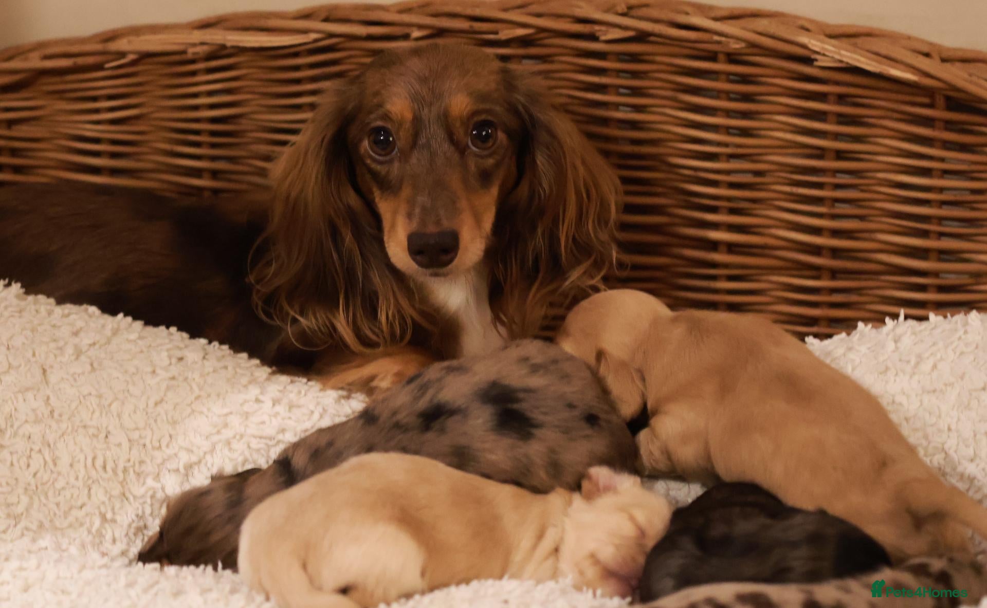 Miniature Dachshund dogs for sale: 5*Licensed+KCreg+Vetchecked+PRAclear+LONG HAIRED - Advert 1