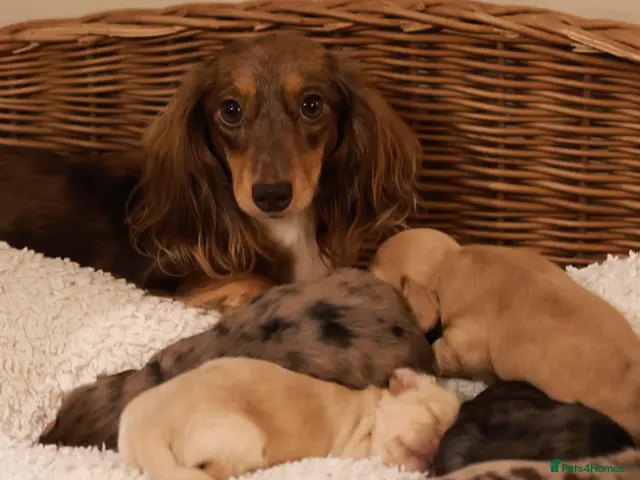 Miniature Dachshund dogs for sale: 5*Licensed+KCreg+Vetchecked+PRAclear+LONG HAIRED - Advert 1