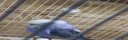 Budgerigars birds for sale: Lovely baby budgie  in Newport - Advert 2