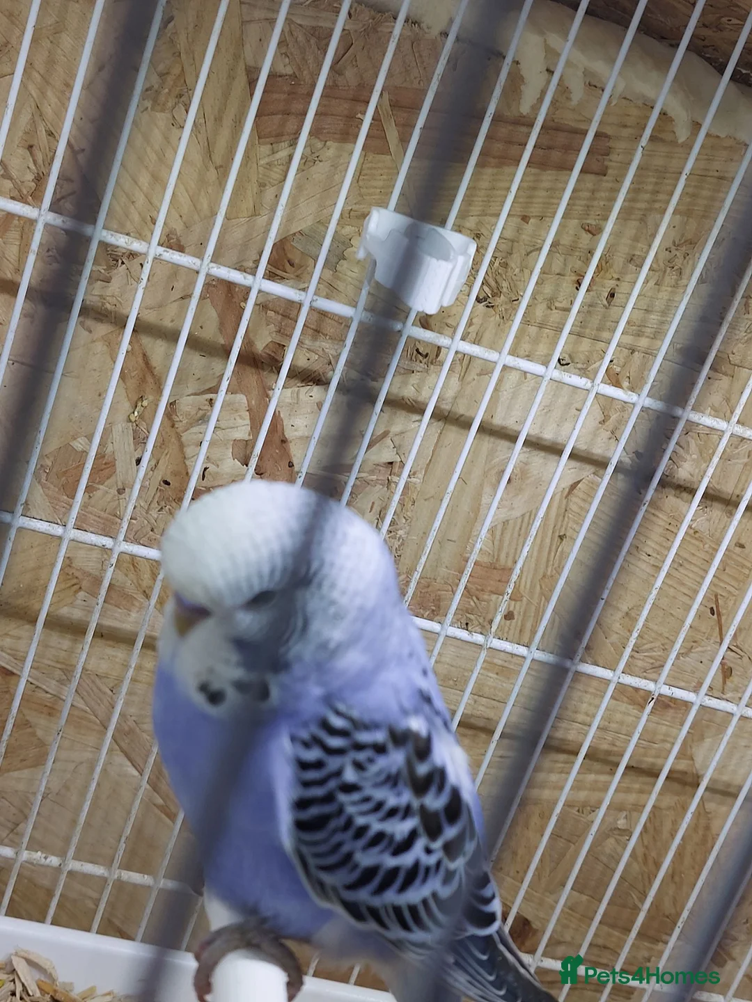 Budgerigars birds for sale: Lovely baby budgie  in Newport - Advert 2