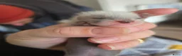 Ferret rodents for sale: Kitts for sale all jills in Walsall - Advert 4