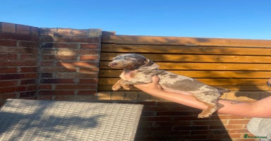 Dachshund dogs - Advert 12