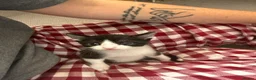 Mixed Breed cats for sale: Loving kittens for a good home BORN 22nd JUNE - Advert 10