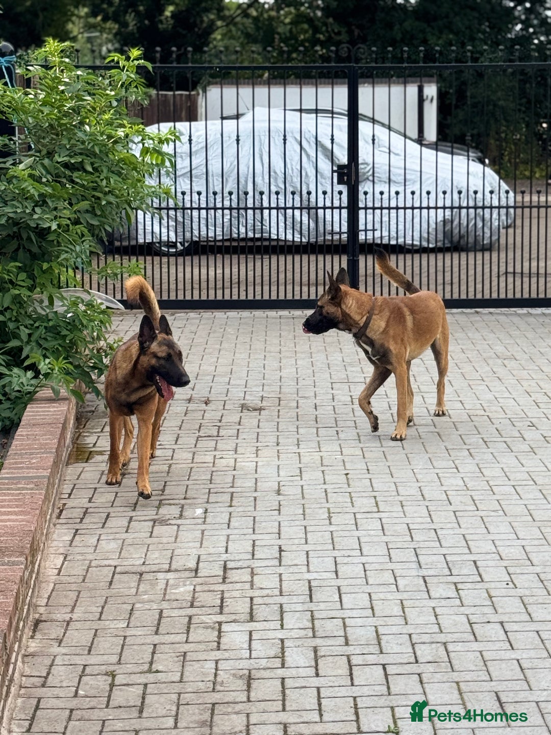 Belgian Shepherd Dog dogs for sale: 9 Month old Two Belgian Malinois Pups (Brothers) - Image 5
