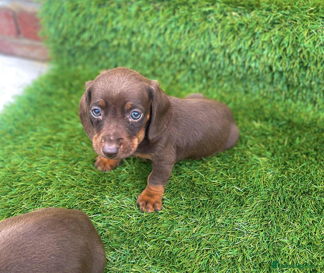 Miniature Dachshund dogs for sale: Miniature daschunds - Image 12
