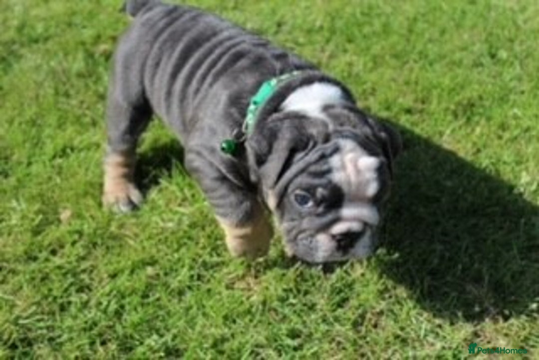 English Bulldog dogs for sale: *REDUCED* English Bulldog Puppies - Image 22