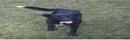 Border Collie dogs for sale: Adorable border collie puppies  - Advert 11