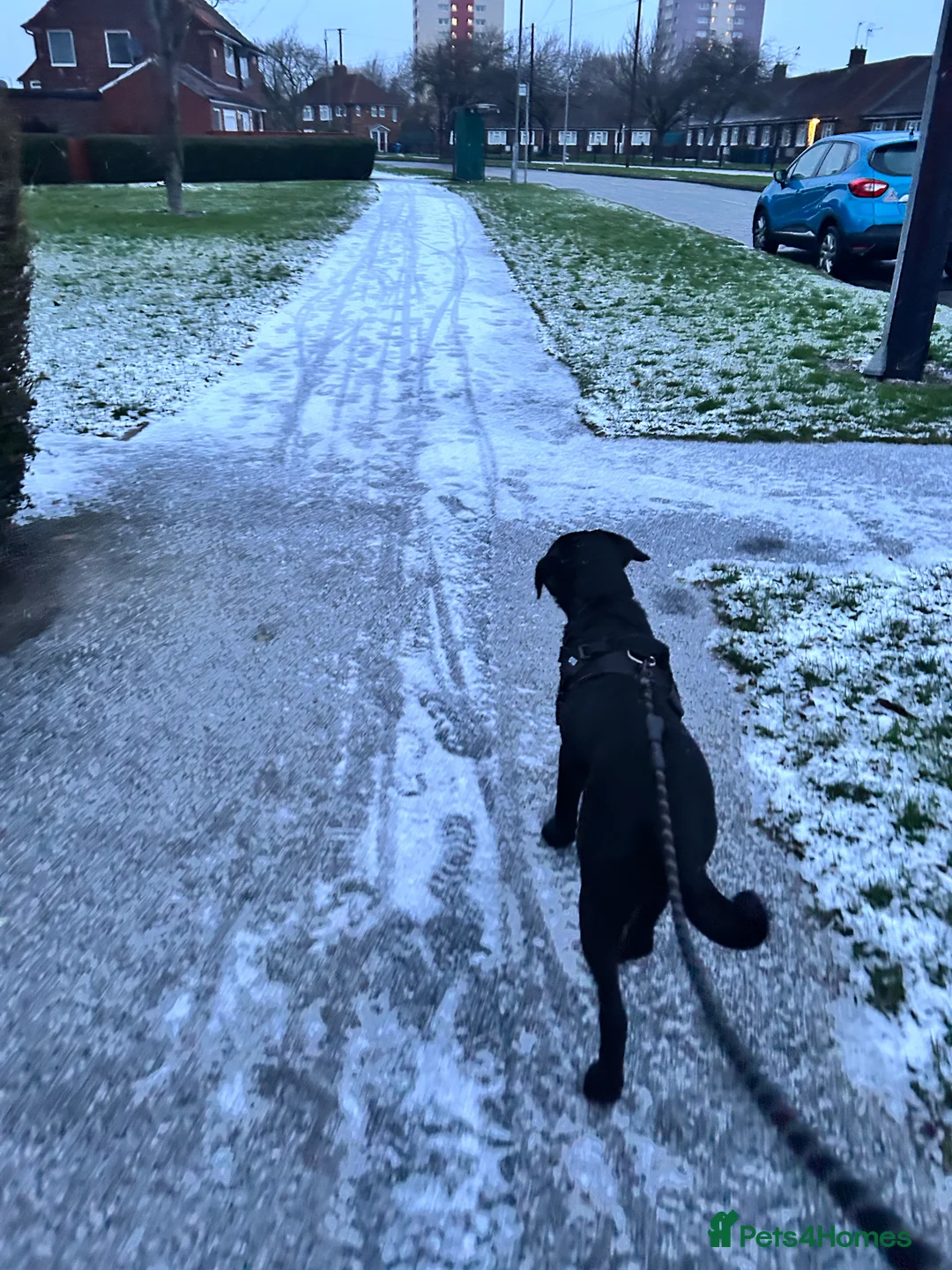 Labrador Retriever dogs for sale: Otis  - Advert 2