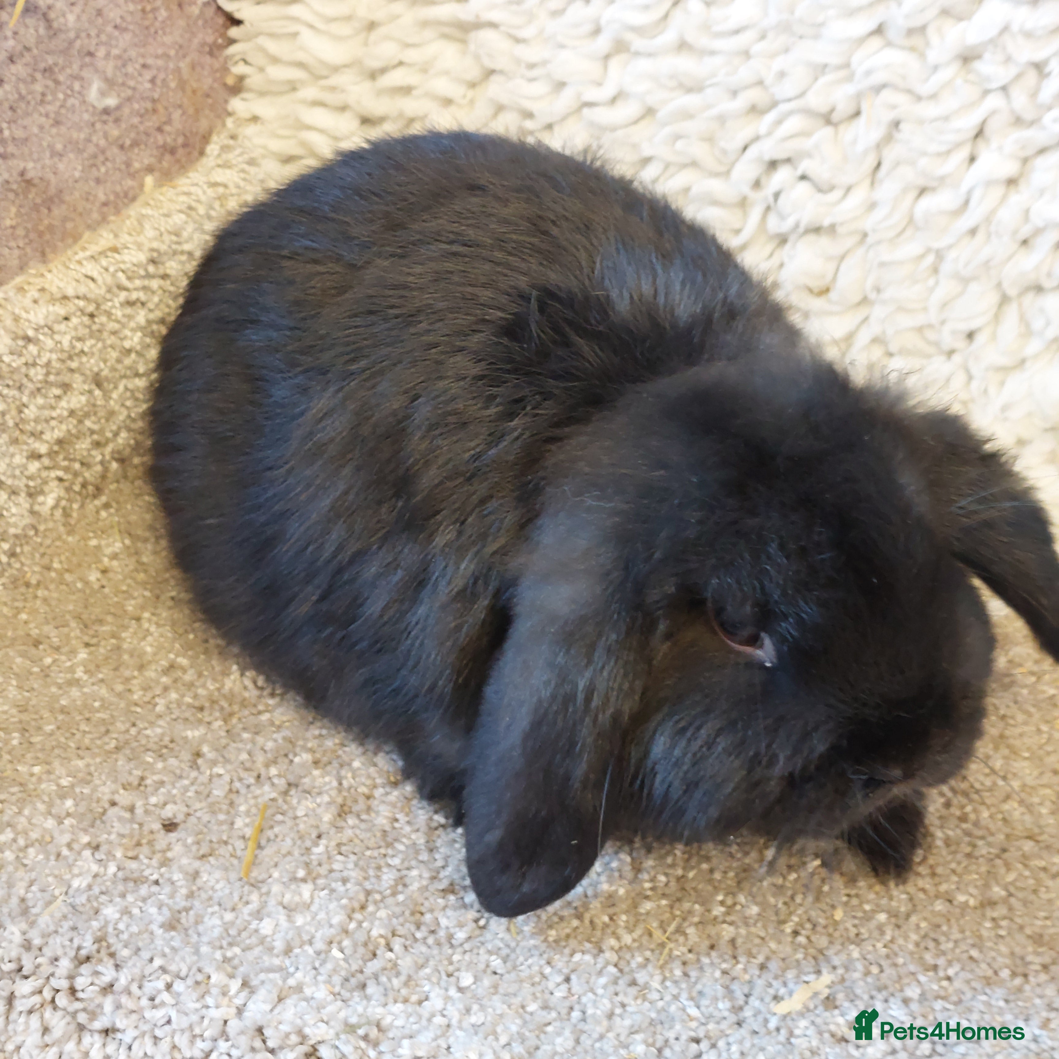 Mini Lop rabbits 1 left Minilop baby black buck  - Advert 17