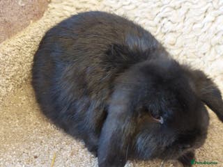 Mini Lop rabbits 1 left Minilop baby black buck - Advert 17