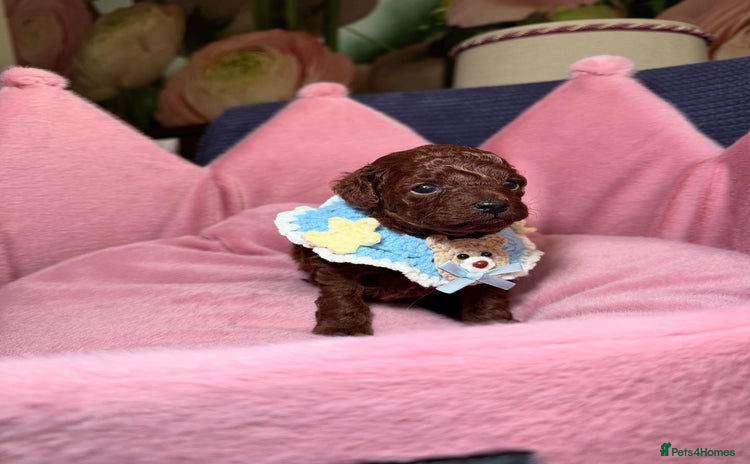 Toy Poodle dogs - Advert 4