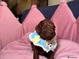 Toy Poodle dogs Asian micro poodle-you can join in to waiting list - Advert 10