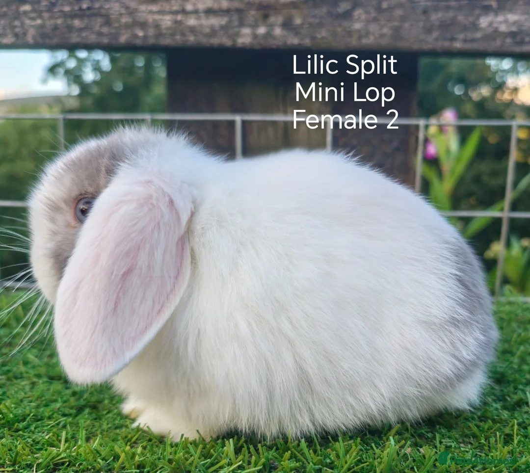 Mini Lop rabbits for sale: Various Mini Lop Babies  - Advert 1