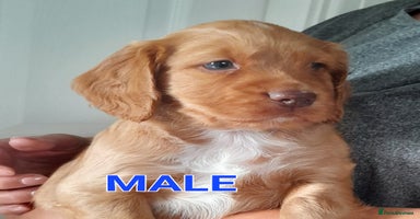 Cocker Spaniel dogs - Advert 8
