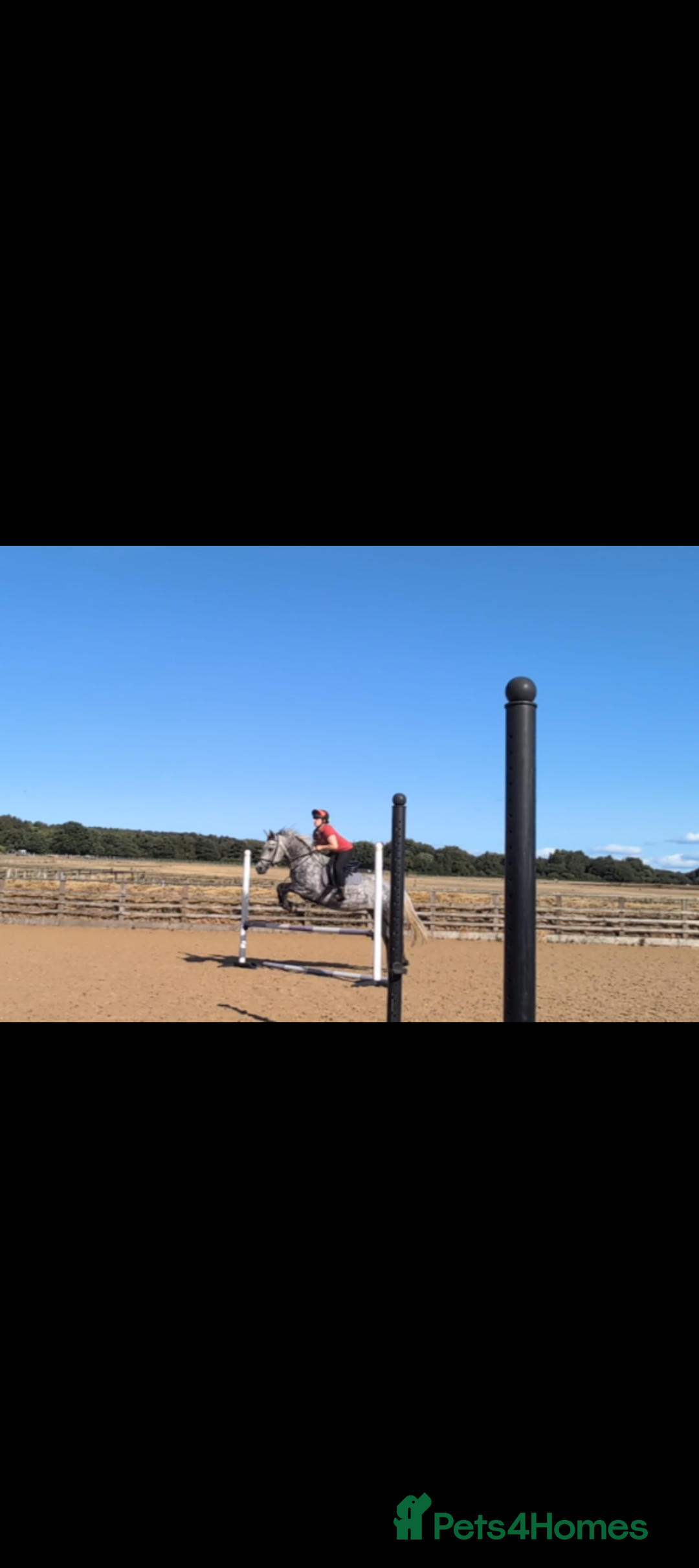 Connemara horses for sale: Dora 6yo Connie  - Image 2