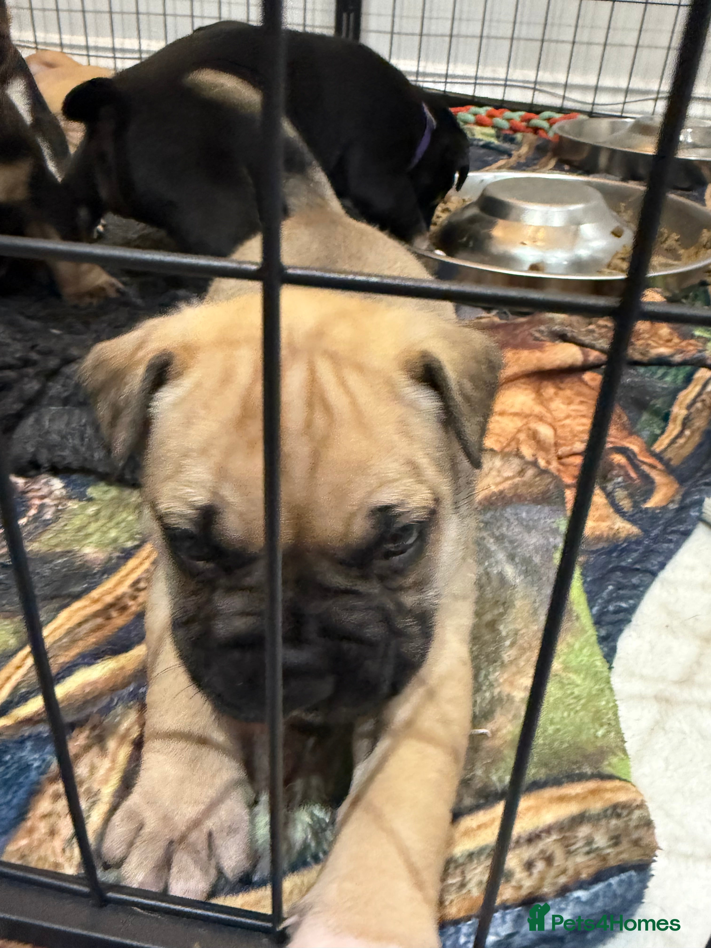 Mixed Breed dogs American french bully  - Advert 19