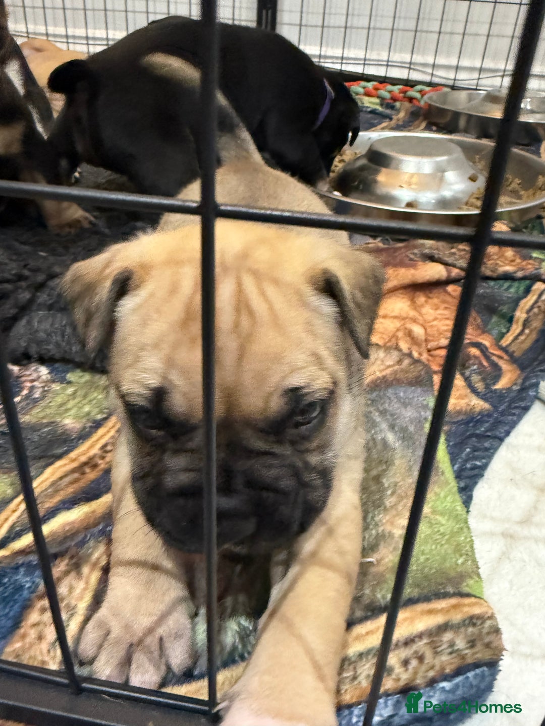 Mixed Breed dogs for sale: American french bully  - Advert 1