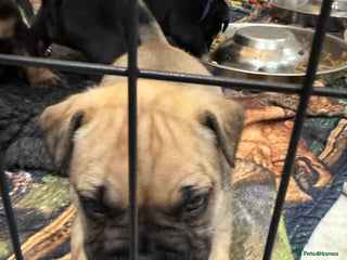 Mixed Breed dogs American french bully - Advert 8