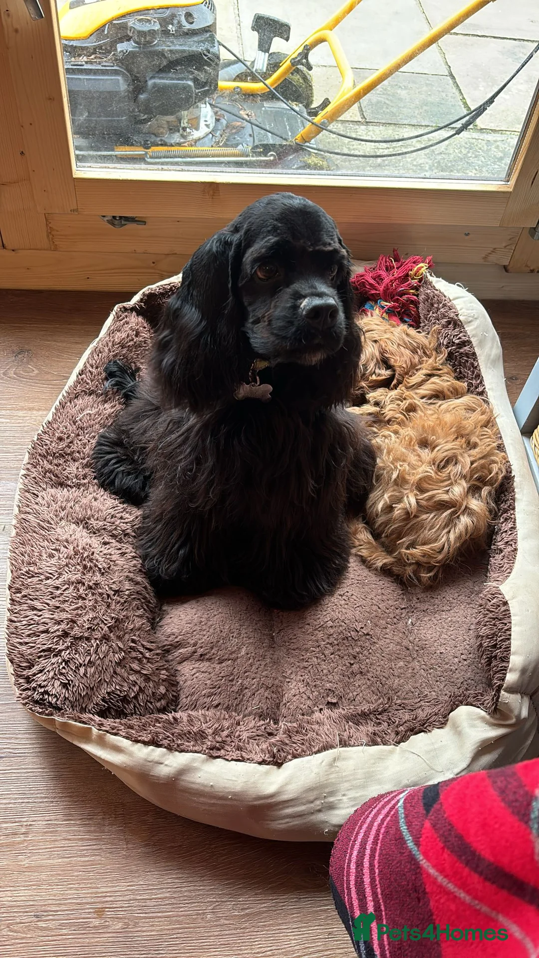 American Cocker Spaniel dogs for stud: KC PROVEN American Cocker Spaniel Stud (0.1% COI) in Stafford - Advert 14