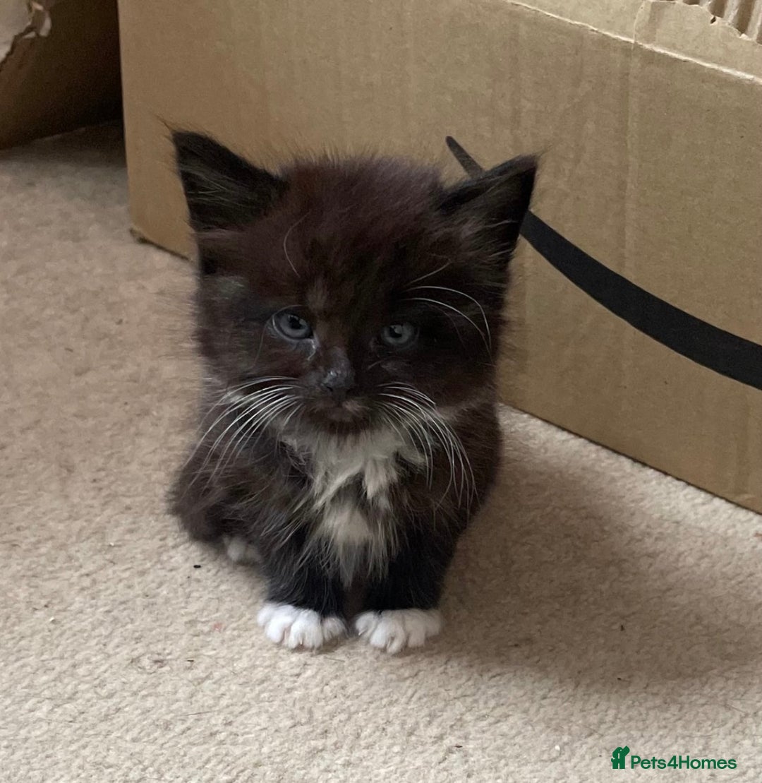 Mixed Breed cats for sale: 6 beautiful kitten for sale - Image 4