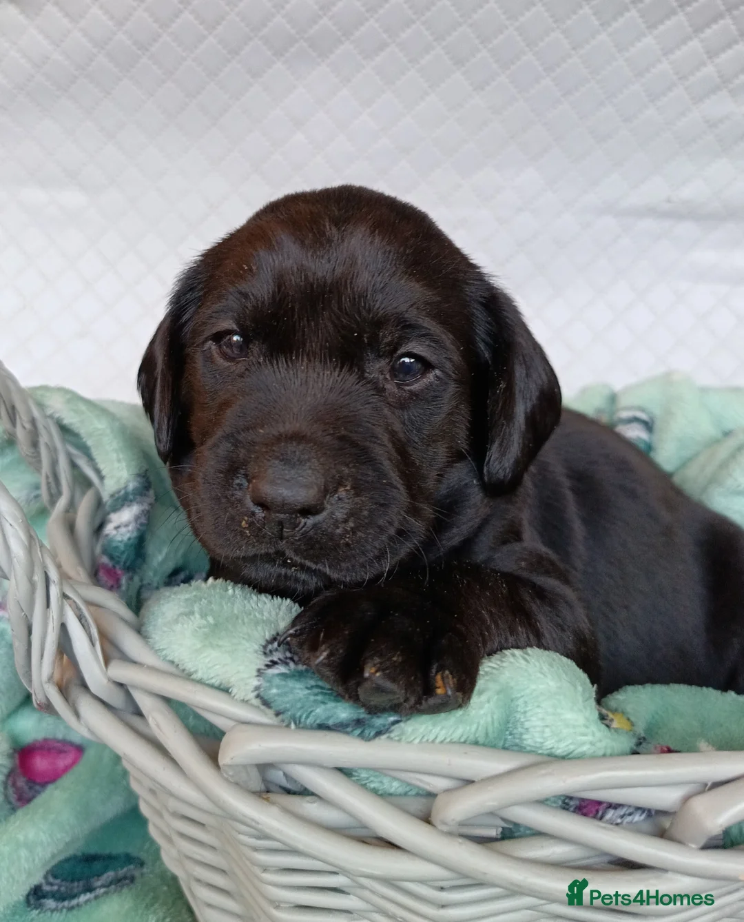 Labrador Retriever dogs for sale: KC reg yellow & black Labrador puppies socialised - Advert 9