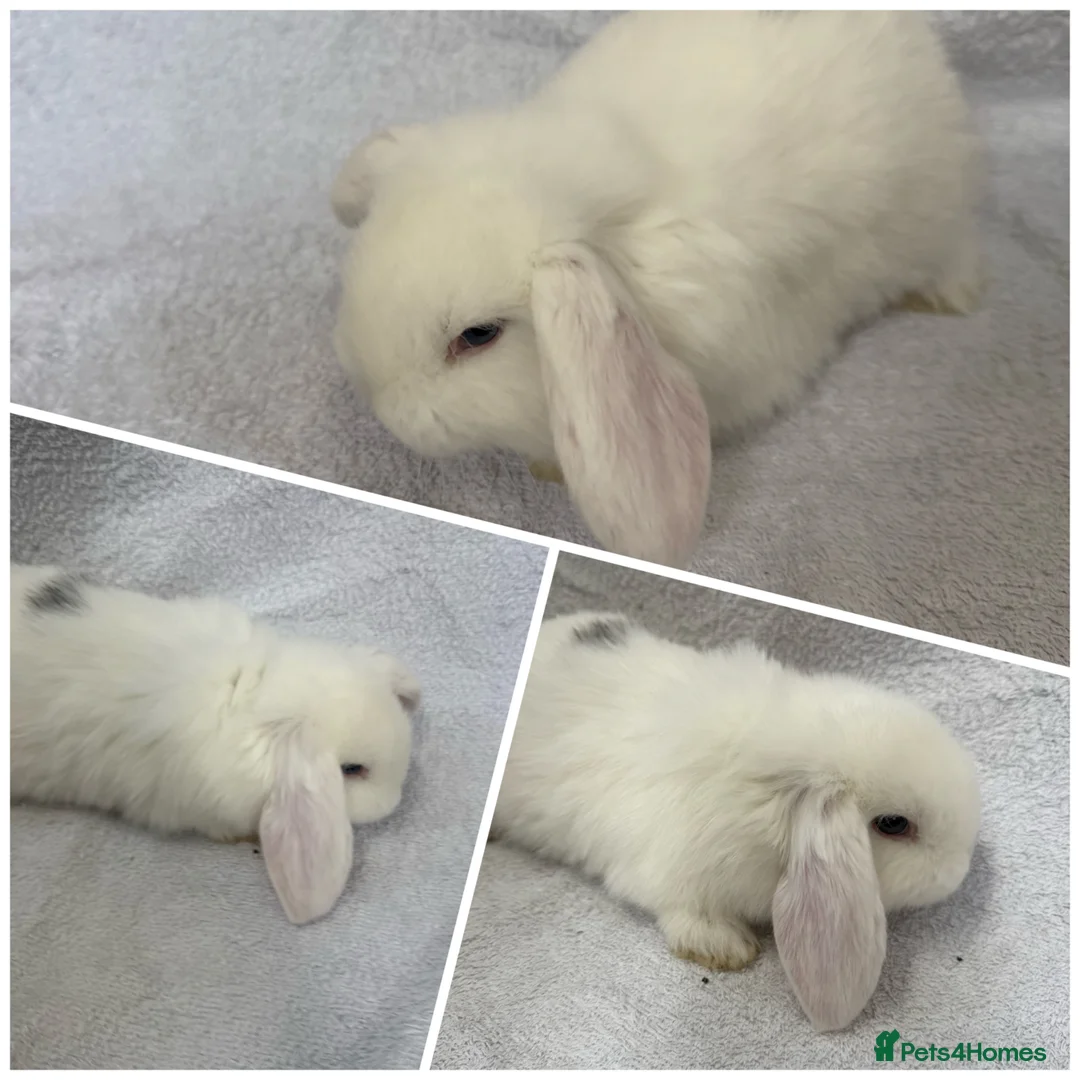 Mixed Breed rabbits for sale: Baby Rabbits - Mini French Lop - Advert 2