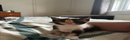 Mixed Breed cats for sale: Kittens  - Advert 6