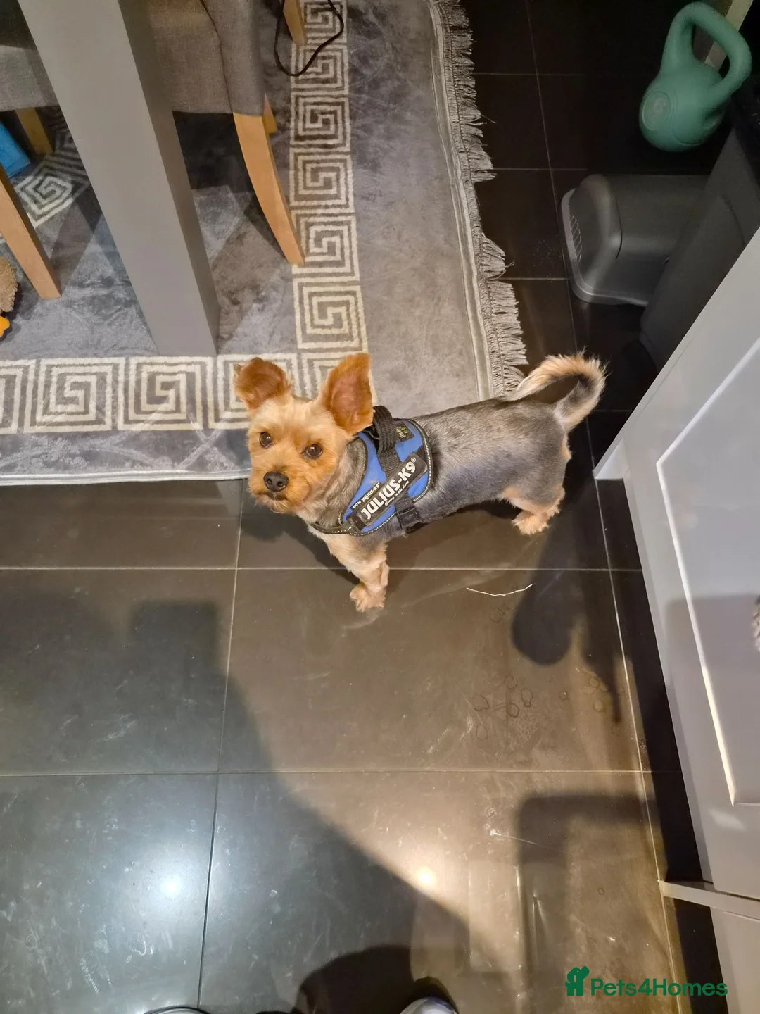 Yorkshire Terrier dogs for sale: Yorkshire terrier  in Wrexham - Advert 4