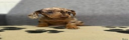 Dachshund dogs for sale: Miniature Dachshund puppies  - Advert 15