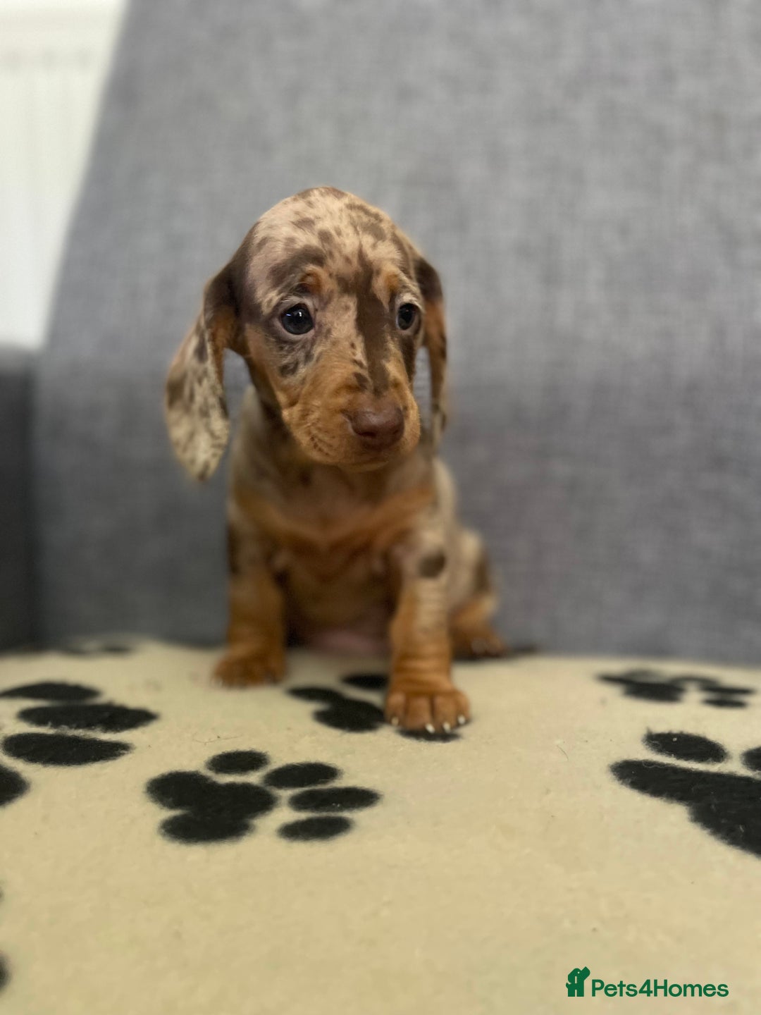 Dachshund dogs for sale: Miniature Dachshund puppies  - Advert 15