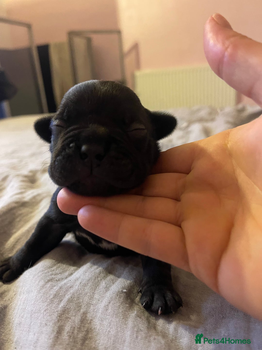Mixed Breed dogs for sale: French Bulldog X Pocket Bullies for sale  - Image 4