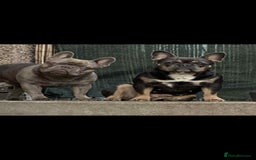 French Bulldog dogs for sale: 6 beautiful french bulldogs - Image 5