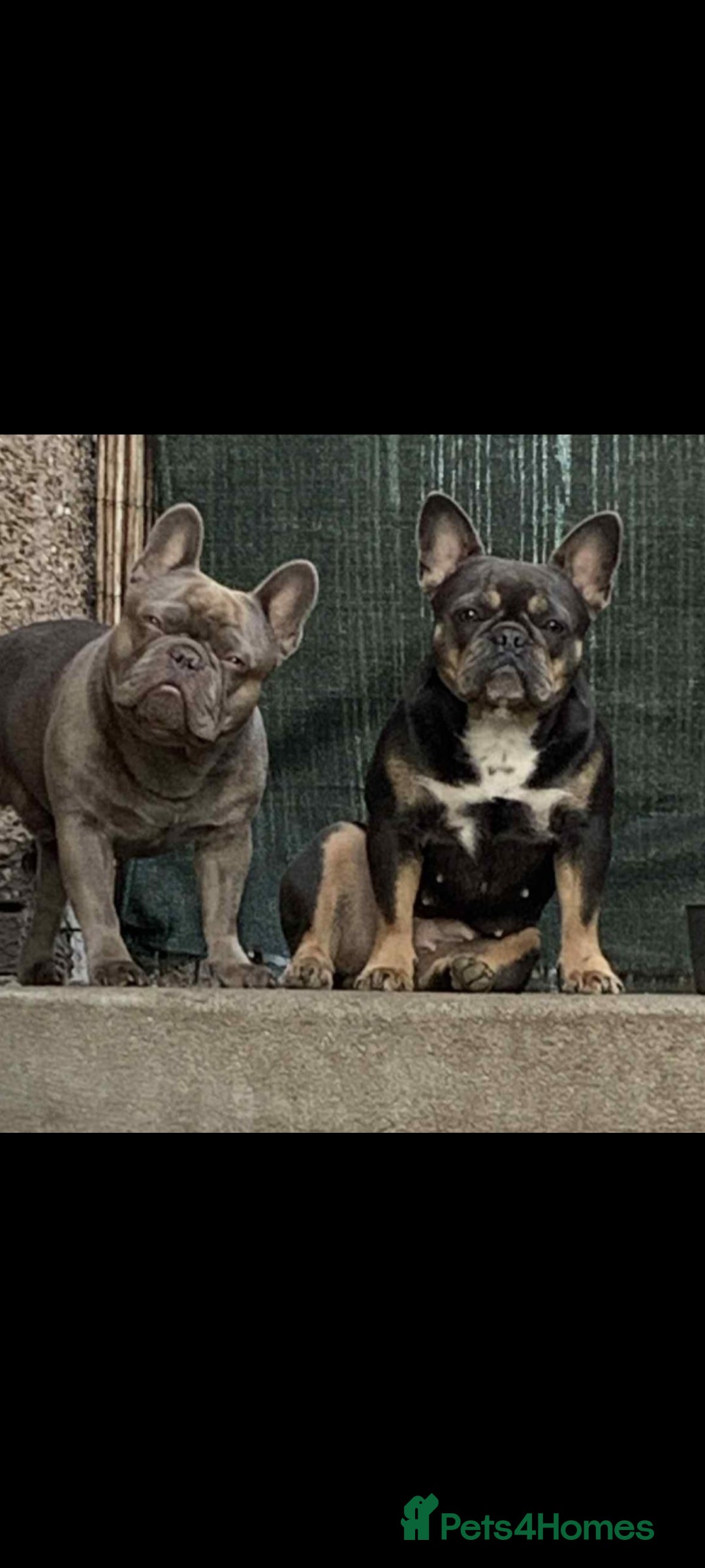 French Bulldog dogs for sale: 6 beautiful french bulldogs - Image 5
