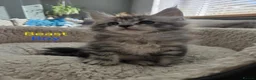 Maine Coon cats for sale: 12 Maine Coon kittens  - Advert 16