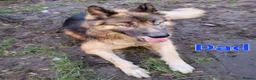 German Shepherd dogs for sale: German Shepherd Puppies - Advert 2