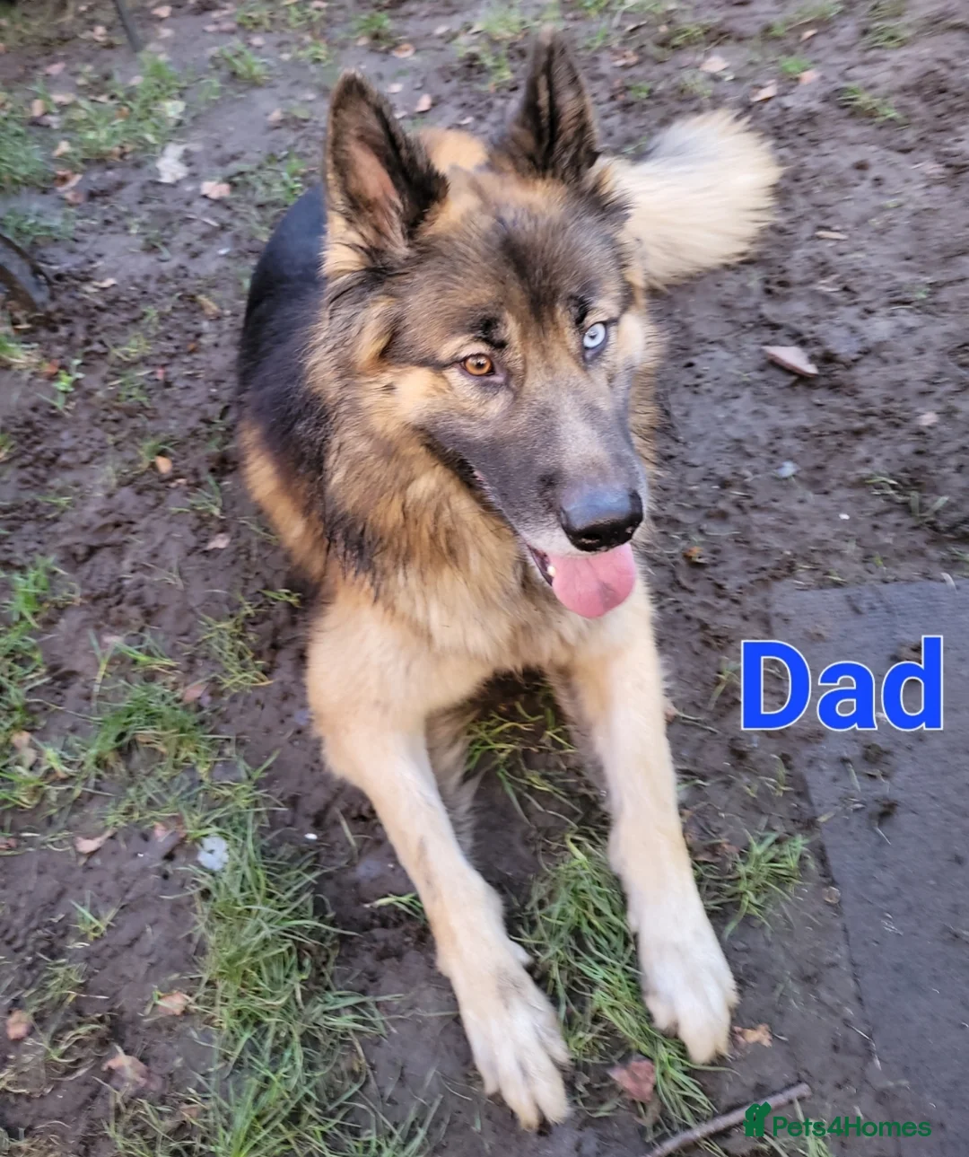 German Shepherd dogs for sale: German Shepherd Puppies - Advert 2