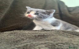 Mixed Breed cats for sale: Kittens for Sale in Newhaven - Image 2