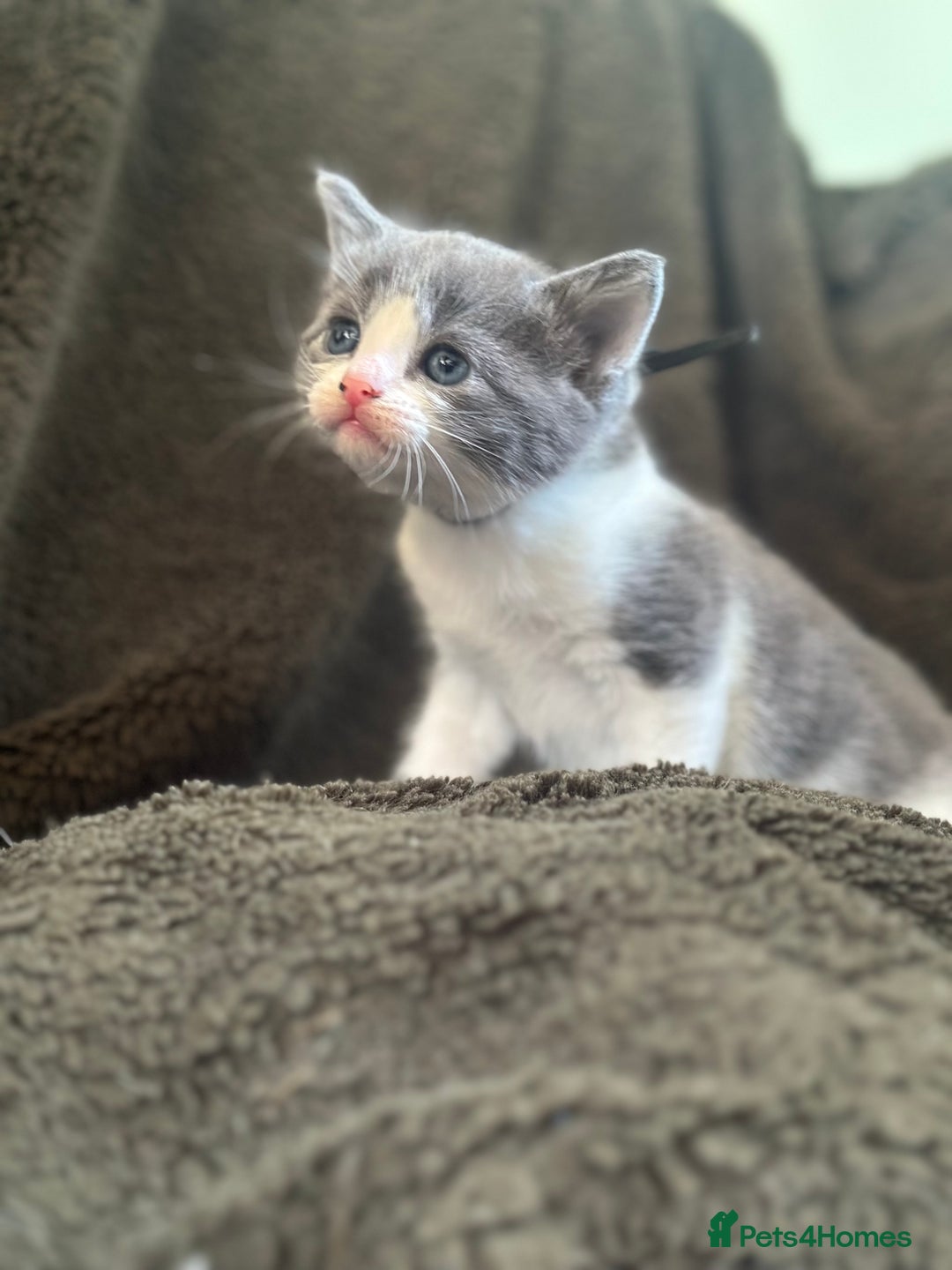 Mixed Breed cats for sale: Kittens for Sale in Newhaven - Image 2