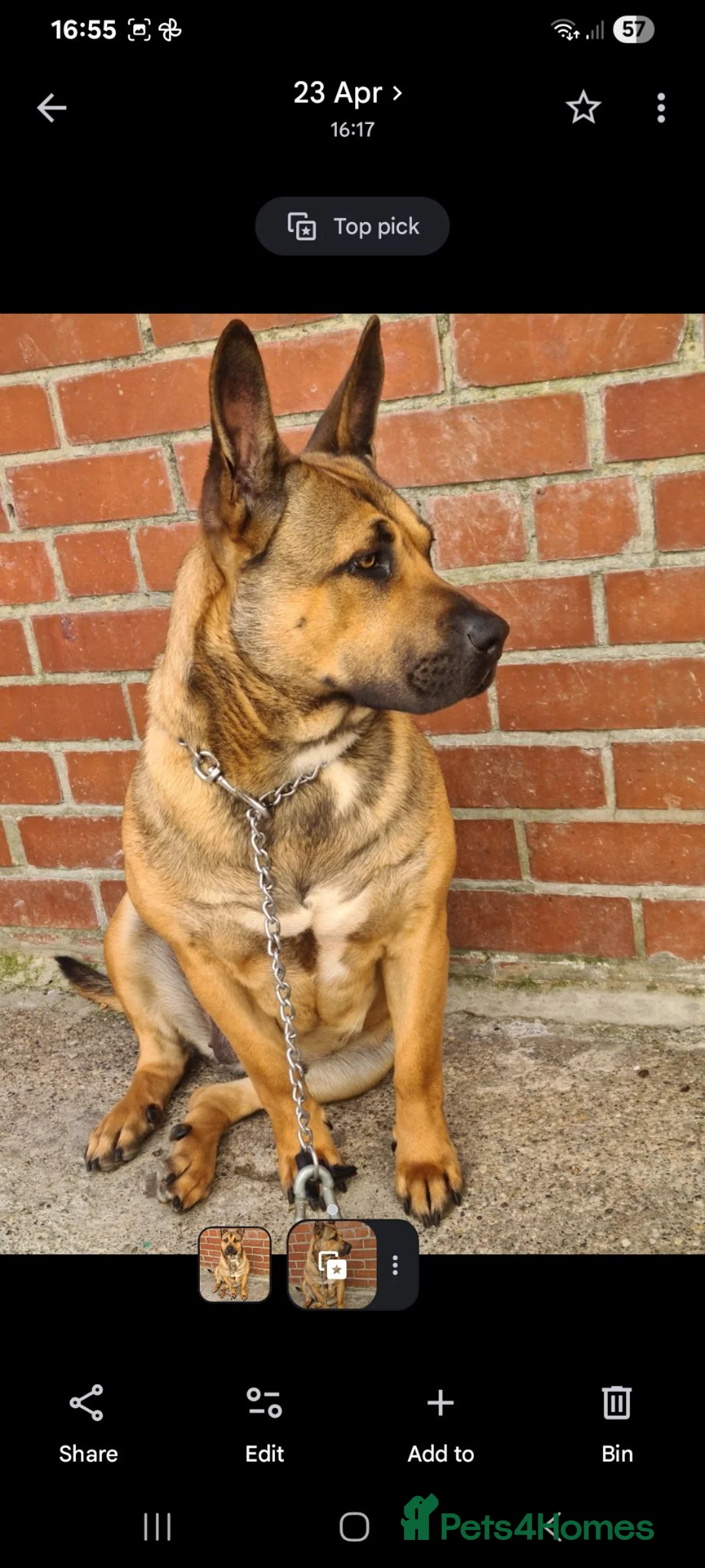 Belgian Shepherd Dog dogs for sale: Belgian mali for sale  in Stockton-on-Tees - Advert 2