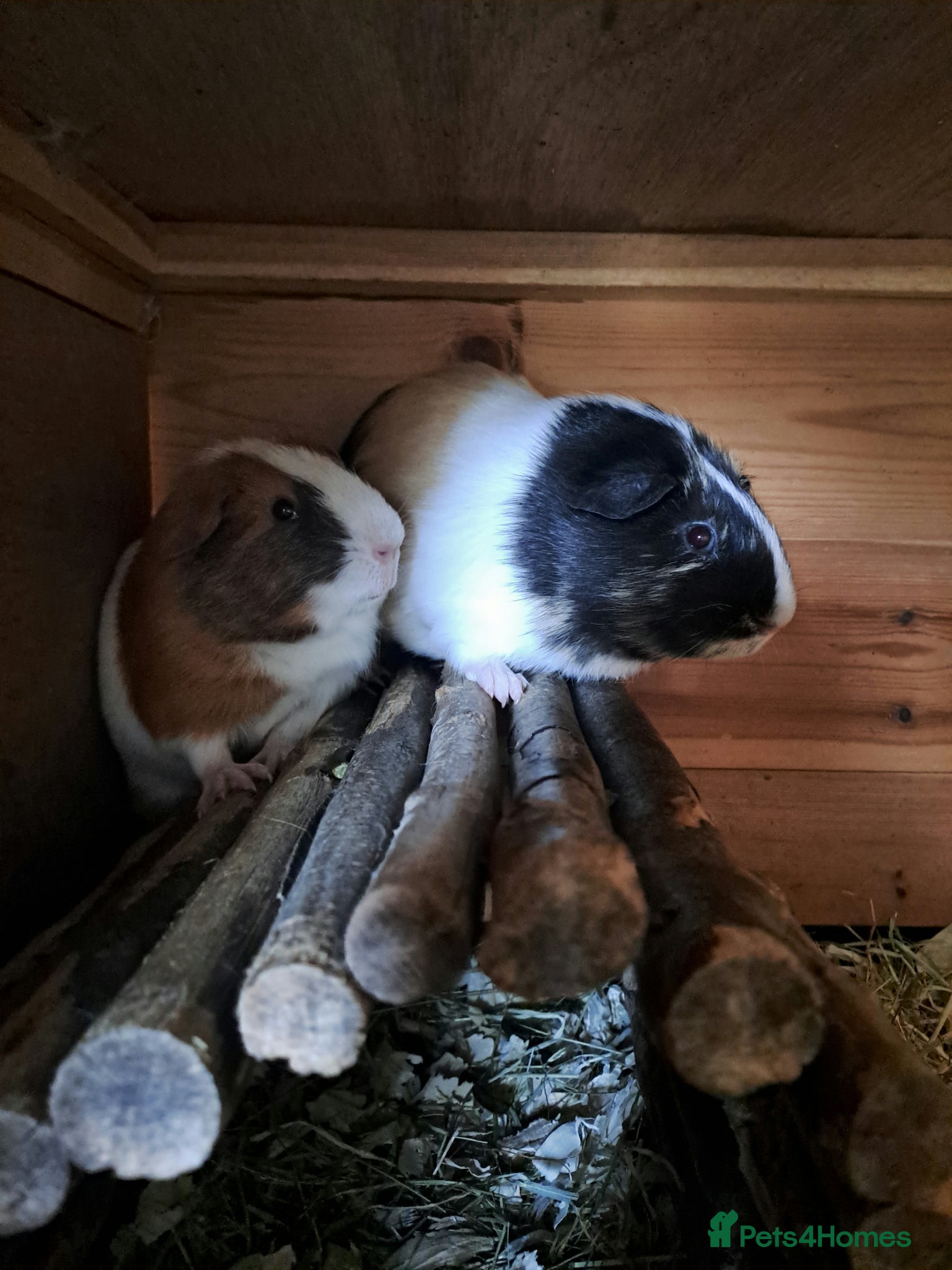 Guinea Pig rodents Gorgeous guinea pigs for new forever homes  - Advert 18