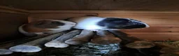 Guinea Pig rodents for sale: Gorgeous guinea pigs for new forever homes  - Advert 1