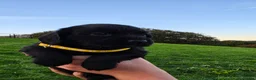Cocker Spaniel dogs for sale: Kc registered cocker spaniels  - Advert 4